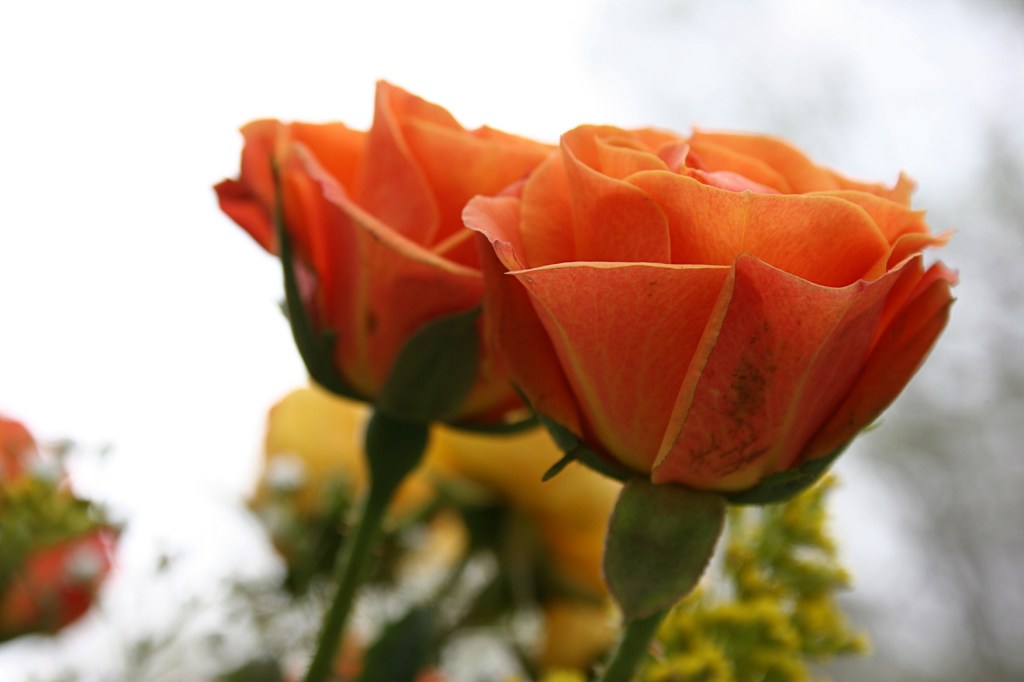 Bouquet, orange roses