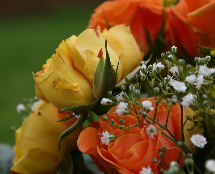 Bouquet, roses close-up