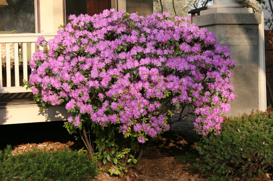 A beautiful bush flowers during my May visit to City Park.
