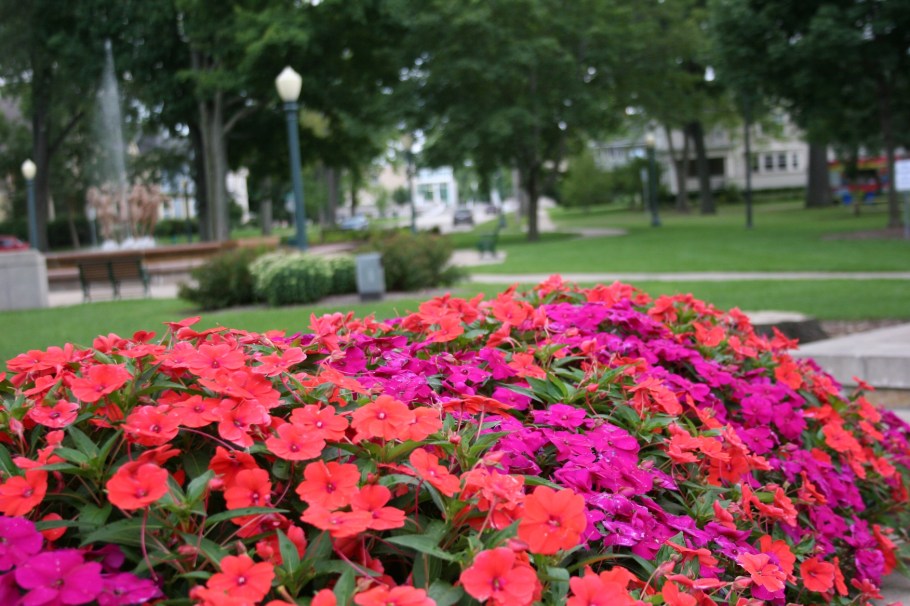 Impatiens fill planters in the park.