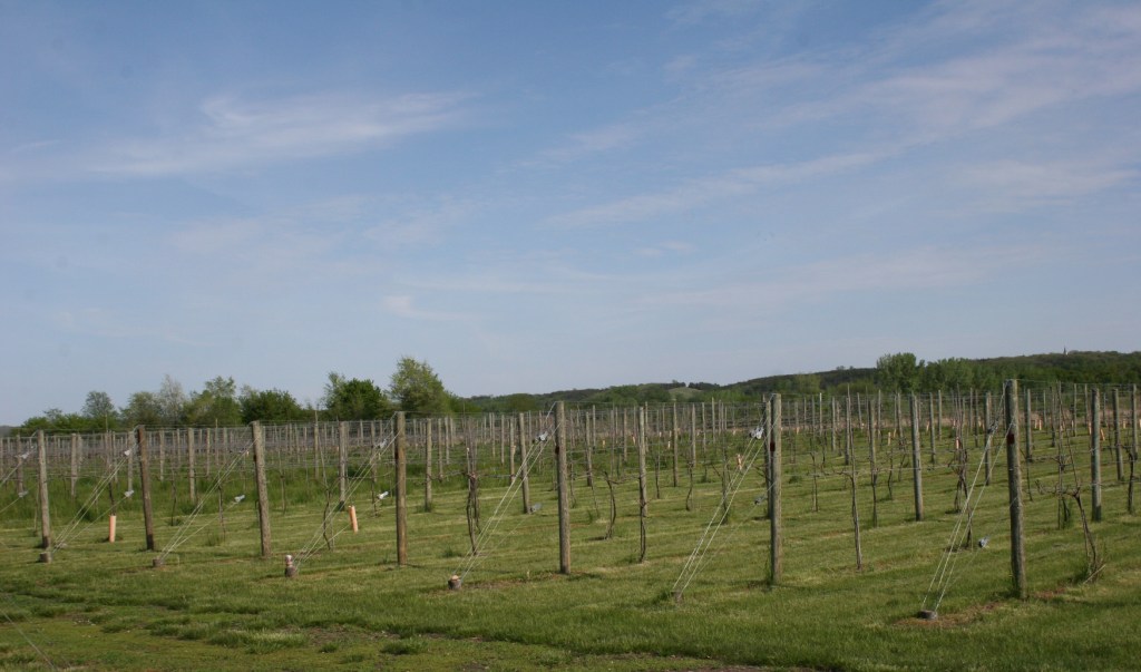 A vineyard at Grandview Valley Winery, rural Belview, Minnesota.