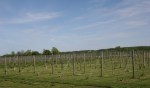 Grandview Valley Winery, vineyard&nbsp;close-up
