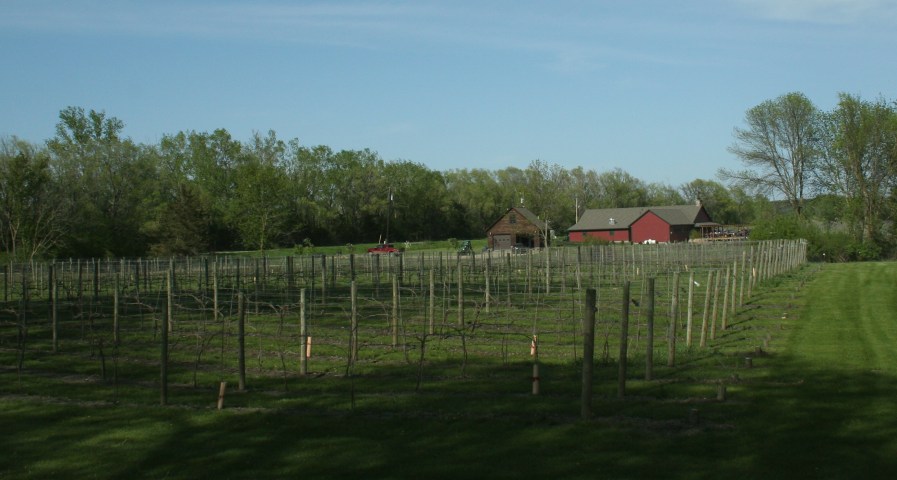The winery and its vineyard.