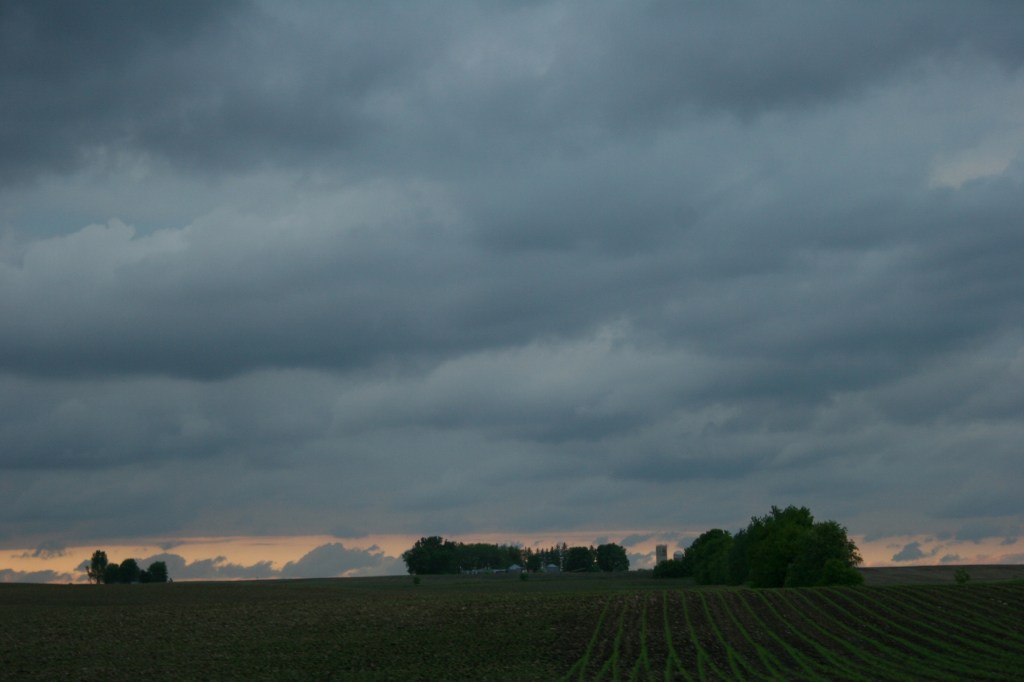Corn sprouts along Minnesota Highway 60 east of Faribault. Photographed around 7:45 p.m.