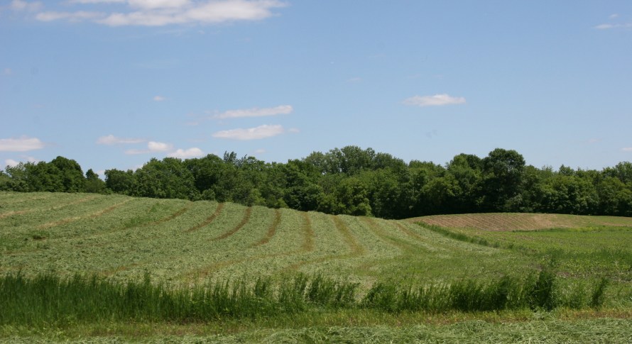 Of all the country smells, I think my favorite is that of freshly-cut alfalfa.