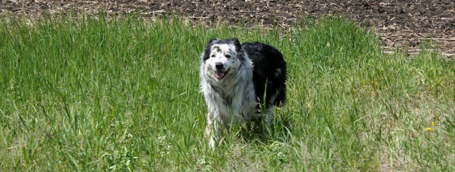 We miss nothing, including the dog bounding out of the ditch.