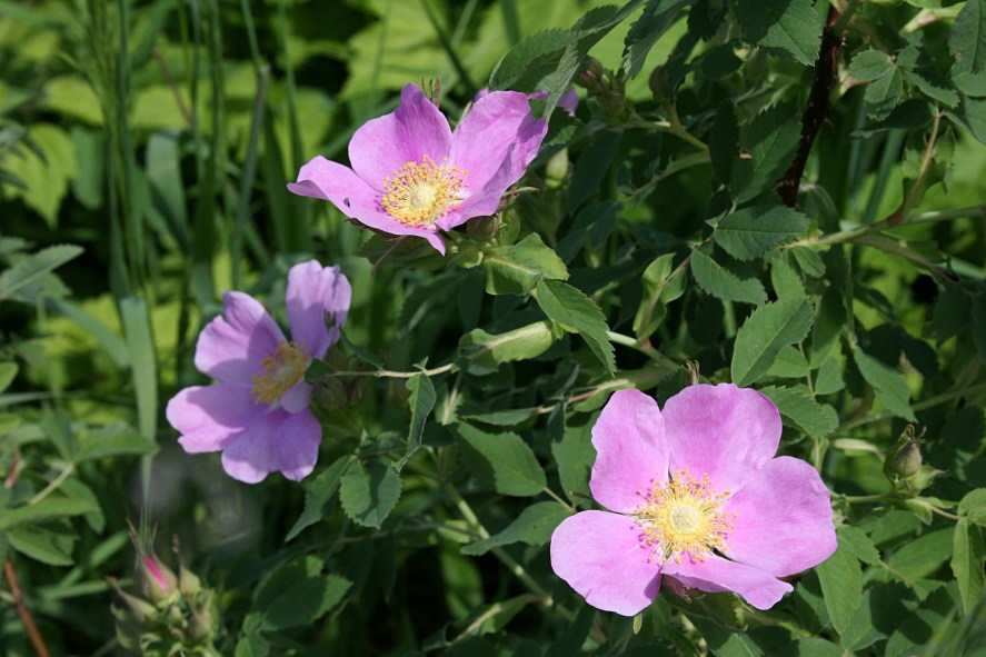 Lovely wild roses in the ditch.