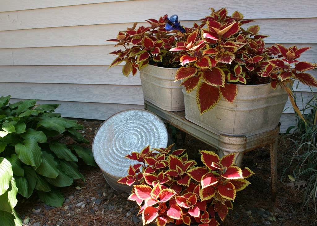 Washtub coleus add a spot of color in a sideyard space next to the house.