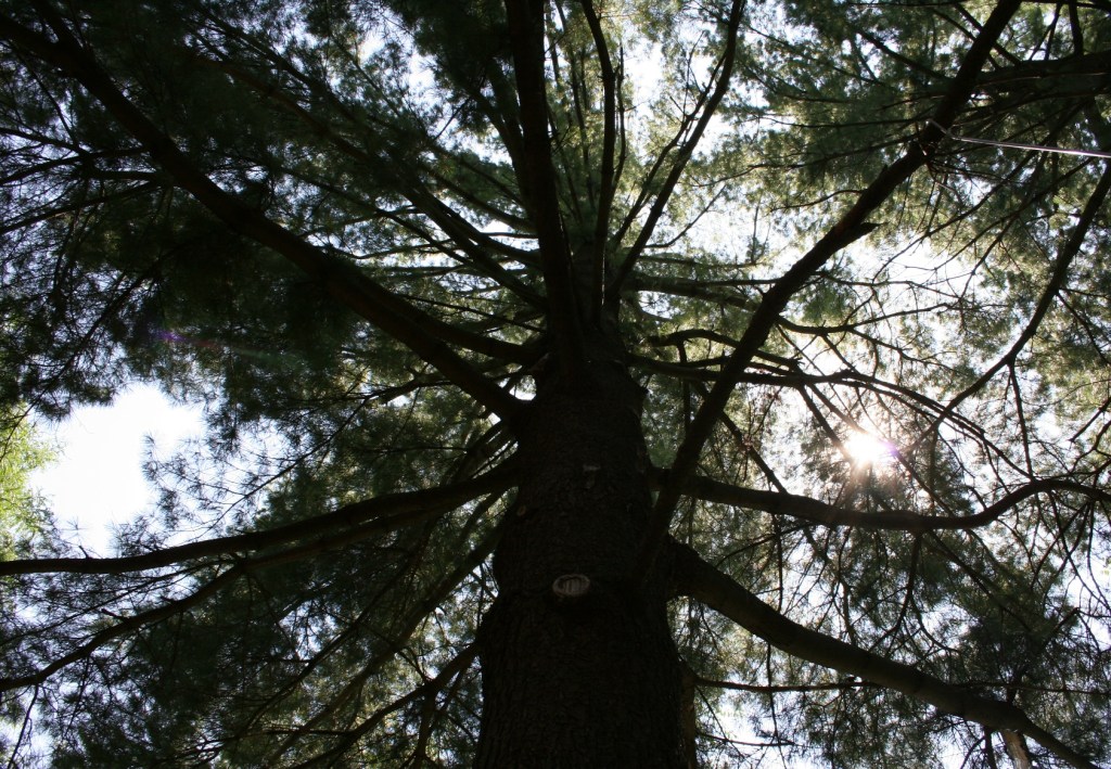 Beautiful towering pines fill the property.