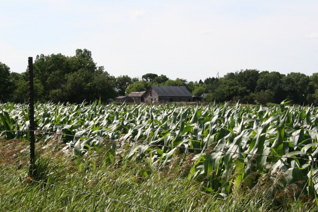Across the fence and across the cornfield, my brother's neighbor's place.