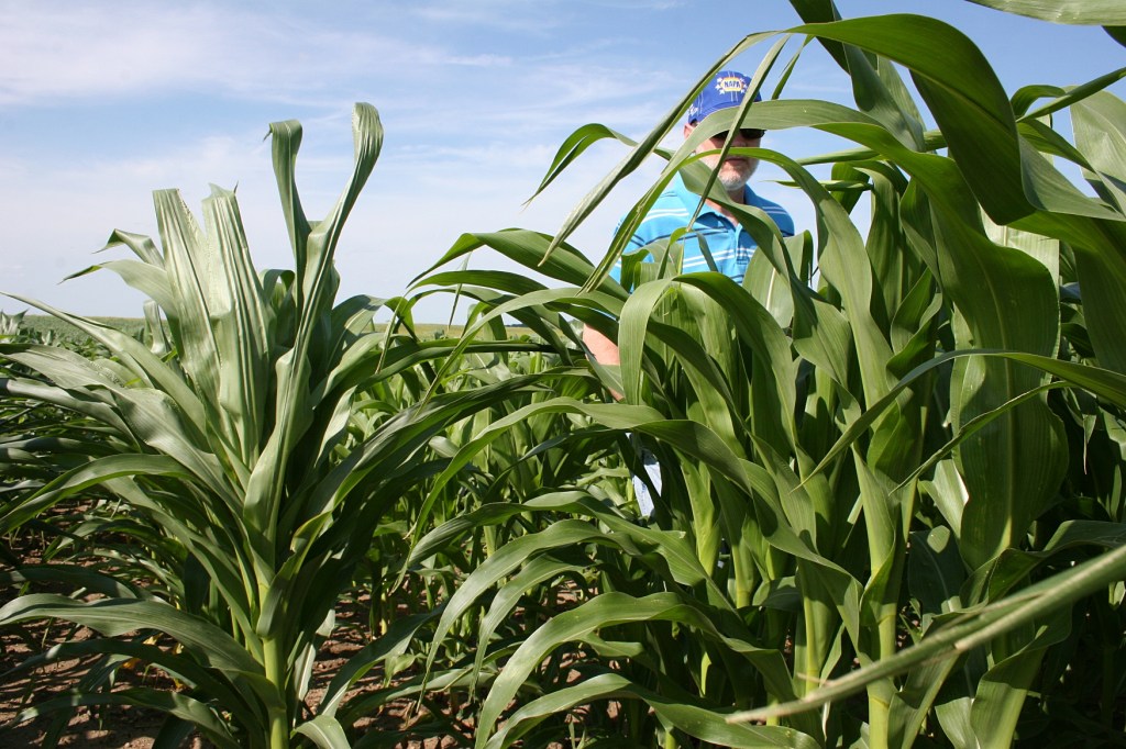 Not quite reaching my husband's shoulders.