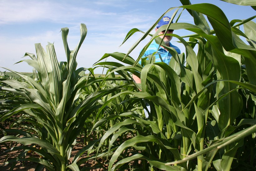 Not quite reaching my husband's shoulders.