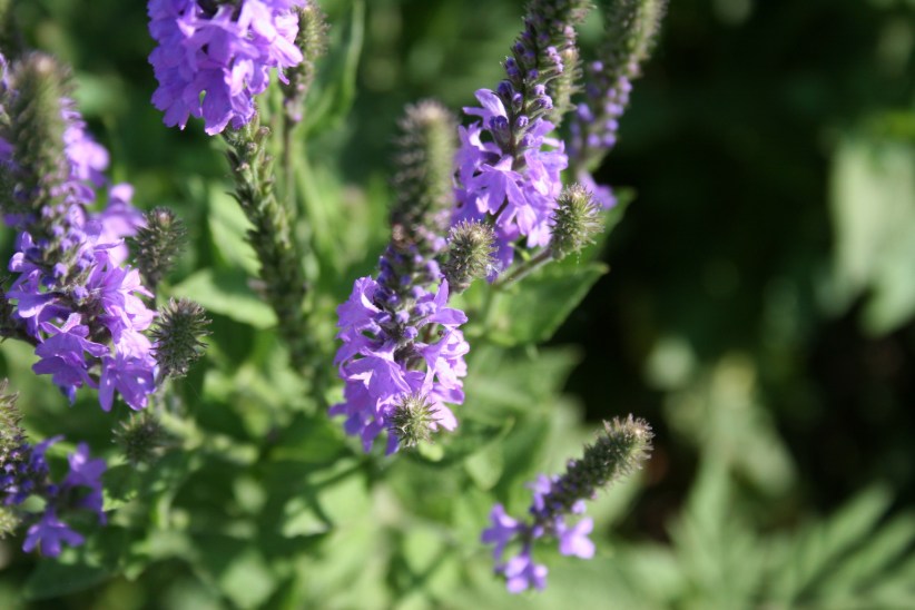 Through the wildflowers...