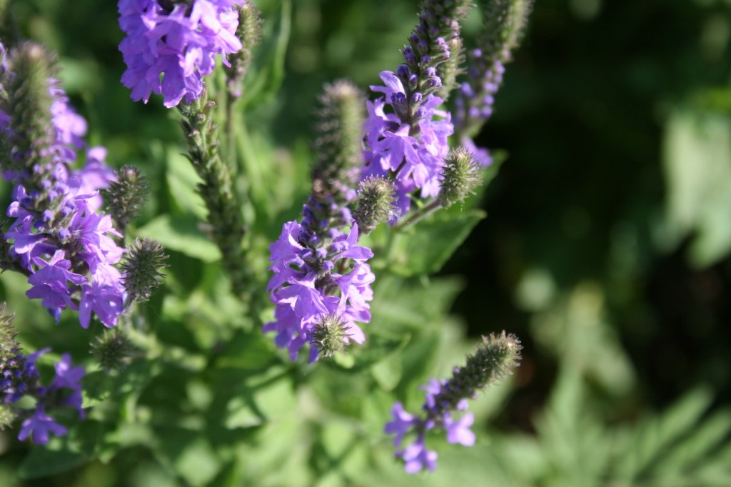 Through the wildflowers...