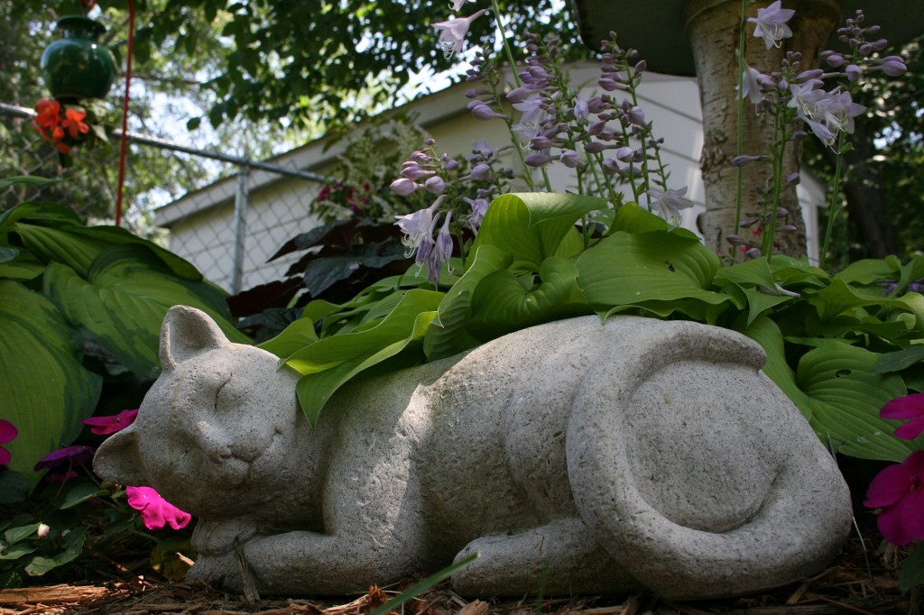 I placed my camera on the ground to photograph this cat napping among hostas and impatiens.