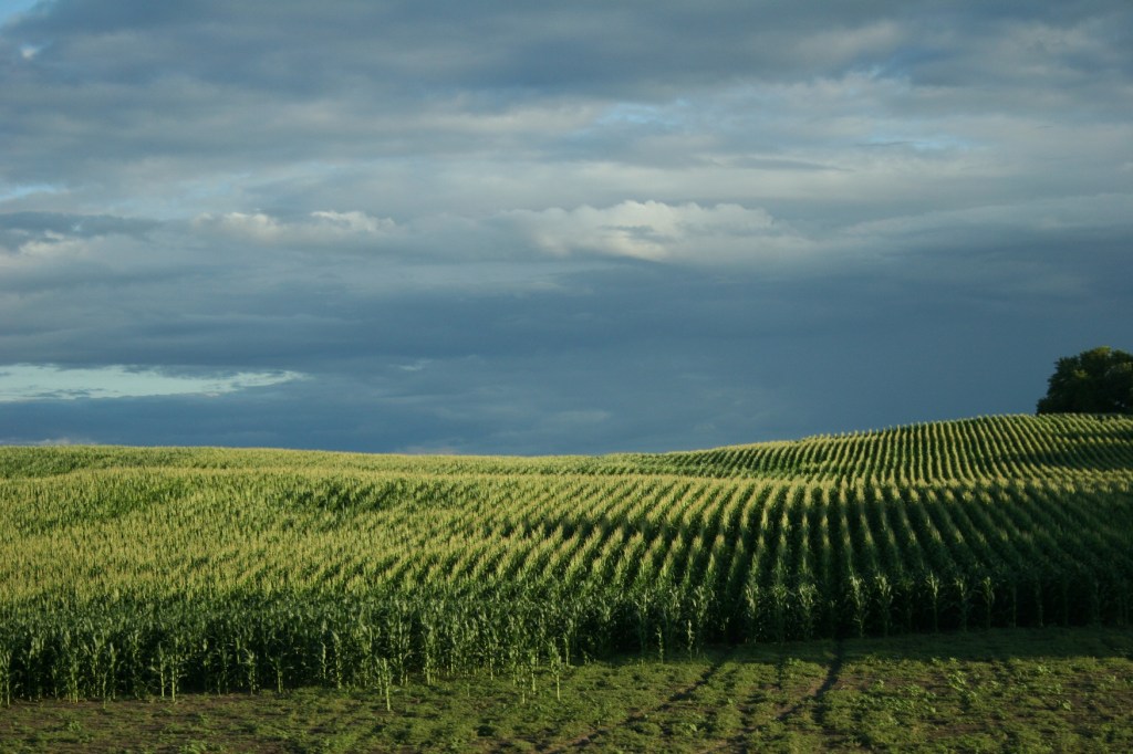 Light ripples across a hillside of corn between Waterville and Faribault along Minnesota State Highway 60.