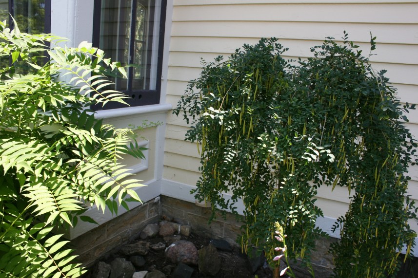 I love the interesting plant, right, tucked into a corner of the home's exterior. Anyone know its identity? I should have inquired.