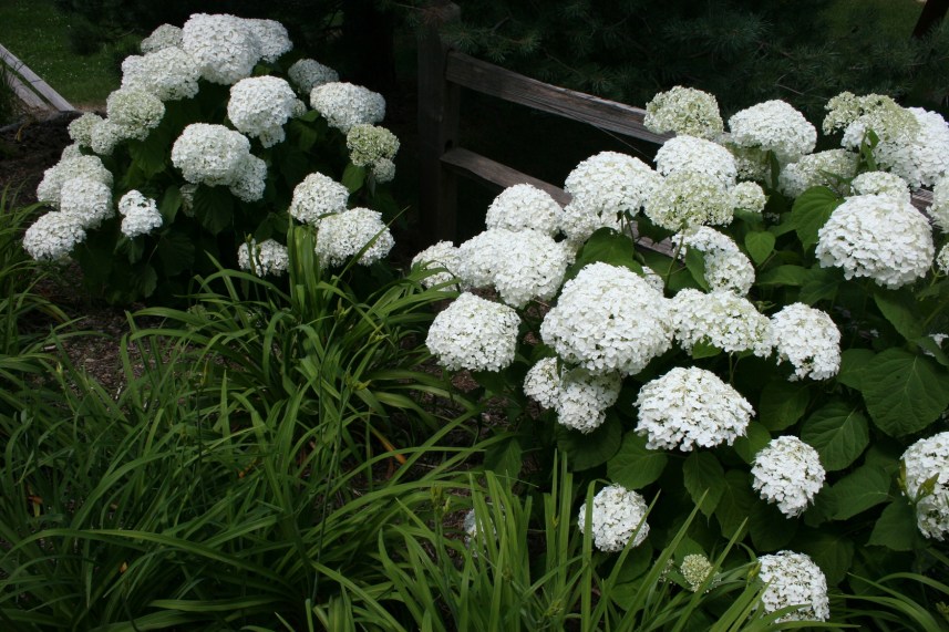 Hydrangea nestle a fence along a side yard stairway.