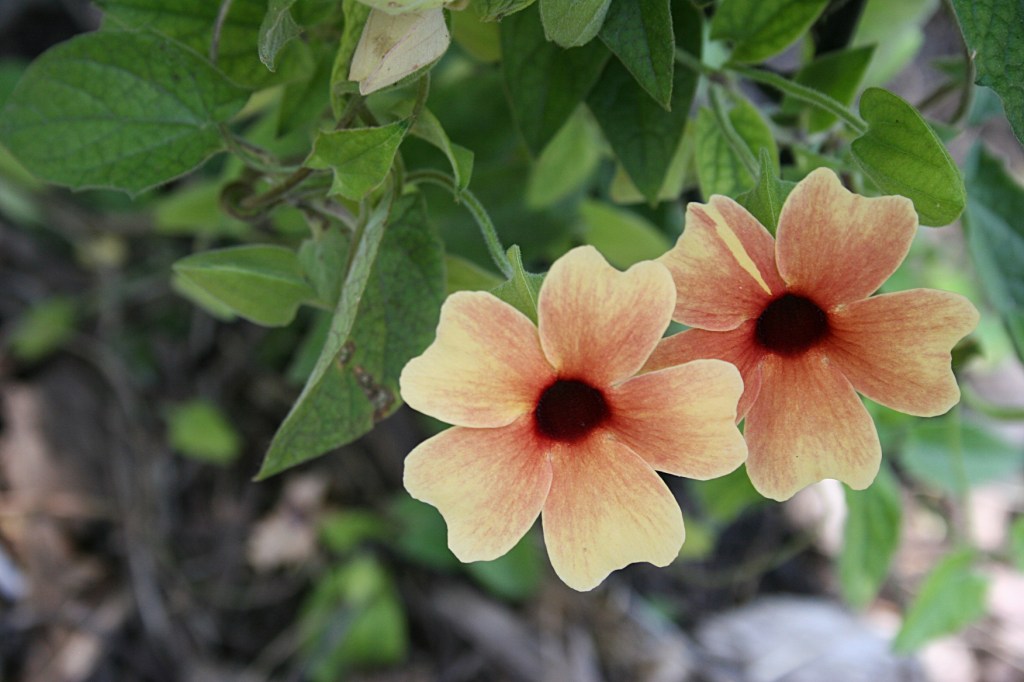 I failed to check Elizabeth's cheat sheet to identify these lovely peach flowers. Anyone know their identity?