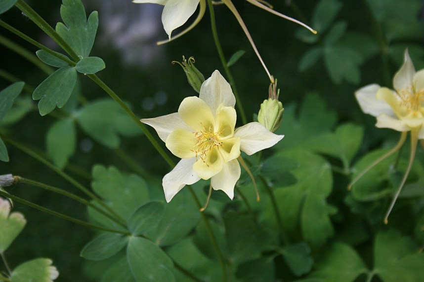 Yellow Columbine.