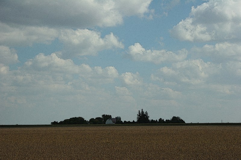 Soybeans await harvest.