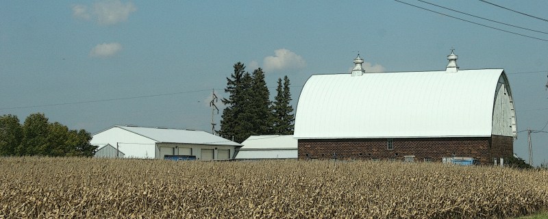 Drying cornfields herald the arrival of Autumn.