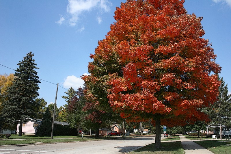 Maples are flaming, like this one alongside Minnesota State Highway 60 on the east side of Faribault.