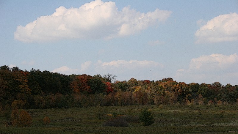 A tree line tinged in color at Nerstrand Big Woods State Park in southeastern Minnesota.