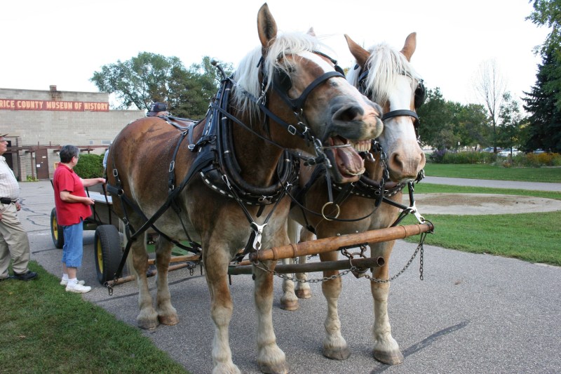 Mike and Pat bring their horses and wagon to many area events.