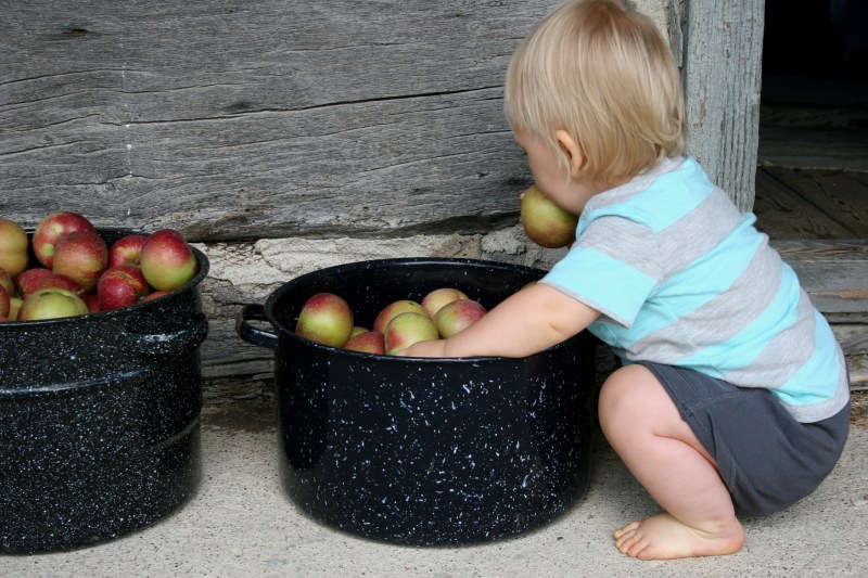 Luke, 13 months, finds an apple outside the log cabin.