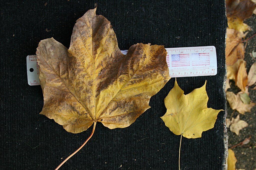 The monster leaf on the left measures nine inches across, here compared to a more normal-sized maple leaf.