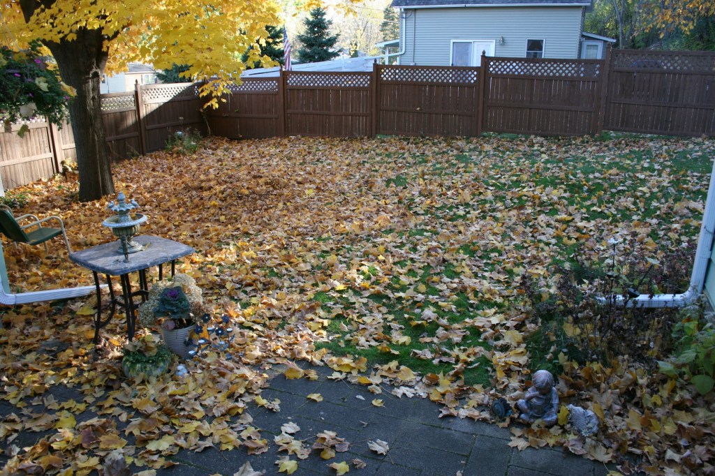 A view of my backyard taken from the back steps shows the one maple tree that has dropped all those leaves.