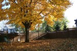 Fall, tree in&nbsp;backyard