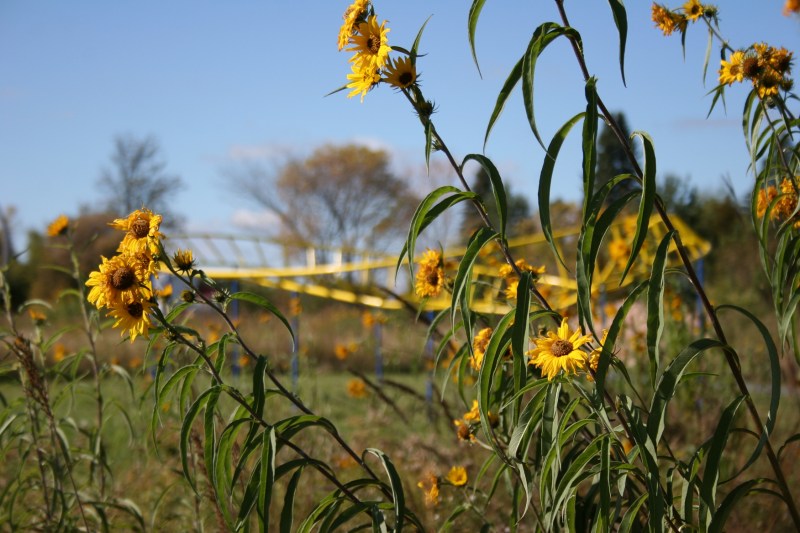 I noticed how the trailside flowers mimicked a sculpture behind them.