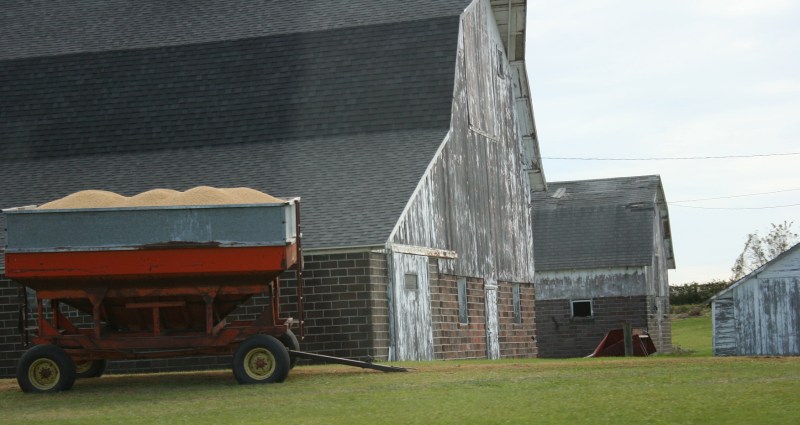 Corn fills a wagon at a farm site east of Morristown along Rice County Road 15.