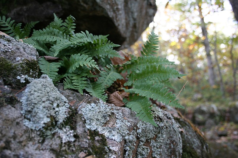 Ferns sprout from rock along Eagle Point Trail.