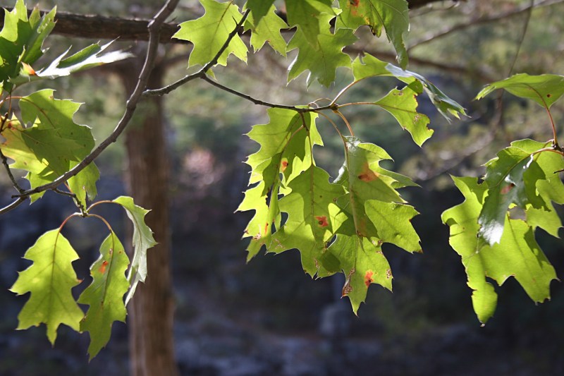 To notice details, you have to stop. Otherwise you miss them because you're too preoccupied watching your feet.