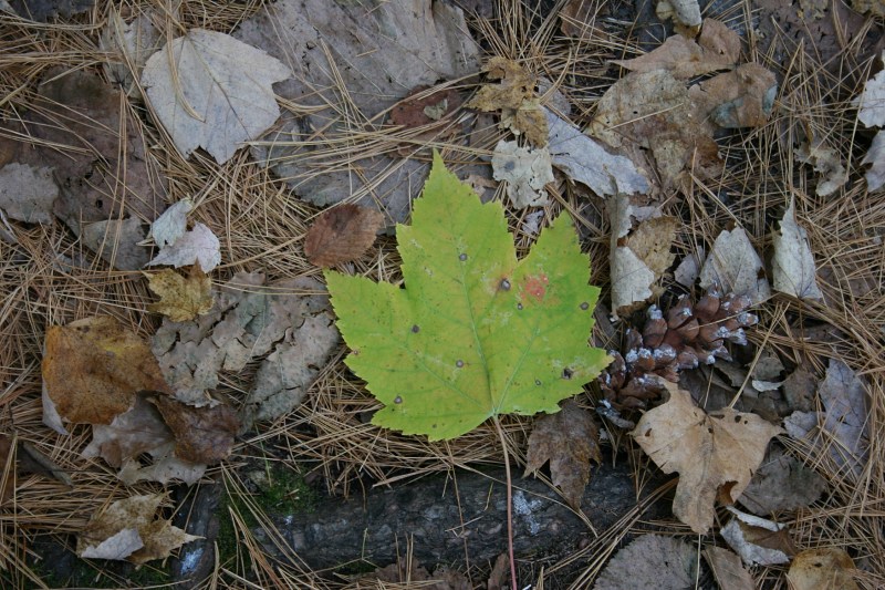 Pine needles and fallen leaves hide trail obstacles.