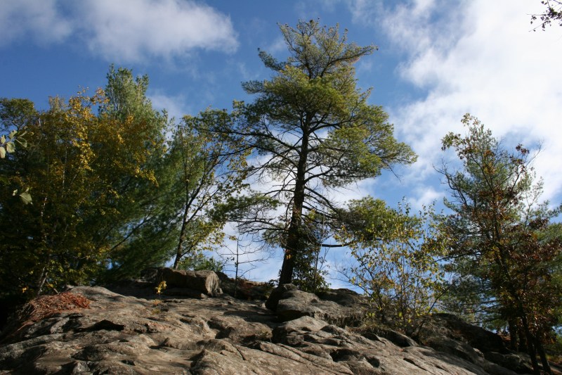 Somehow trees grow seemingly right out of the rock.