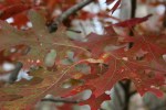 Nature center, burnished oak&nbsp;leaves