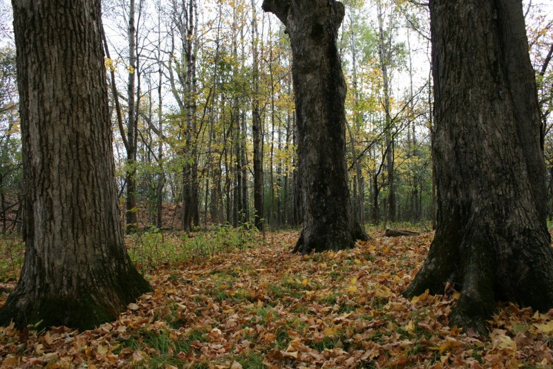 A slower pace allows one to notice the individual trees in the woods.