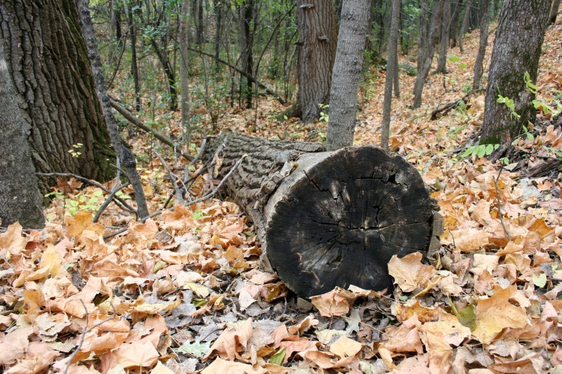 Fallen trees and branches litter the woods.