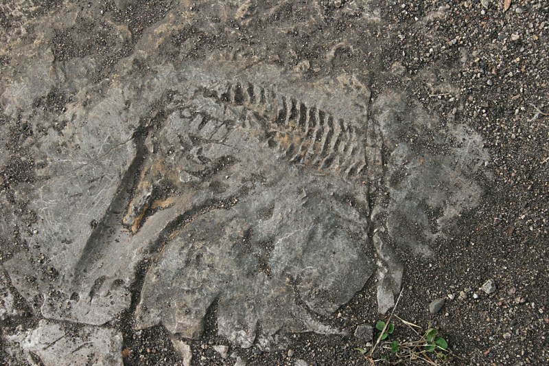 My husband claims this is a fossil in rock.