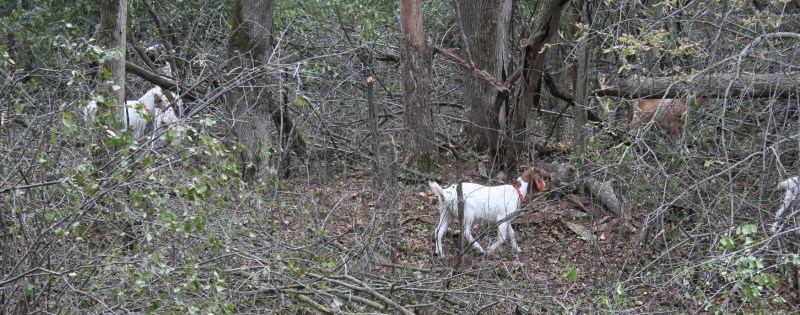A group of goats are grazing on Buckthorn at River Bend.
