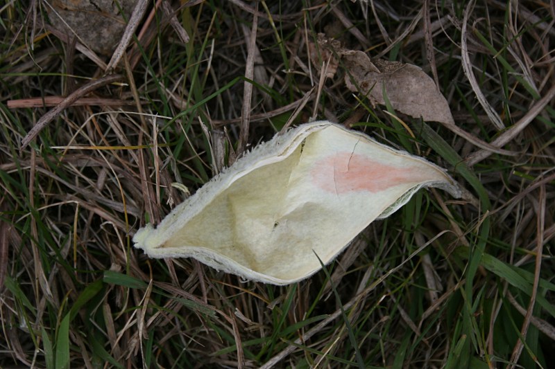 Even a dried milkweed pod does not go unnoticed.