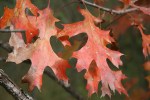 Nature center, orange oak&nbsp;leaves