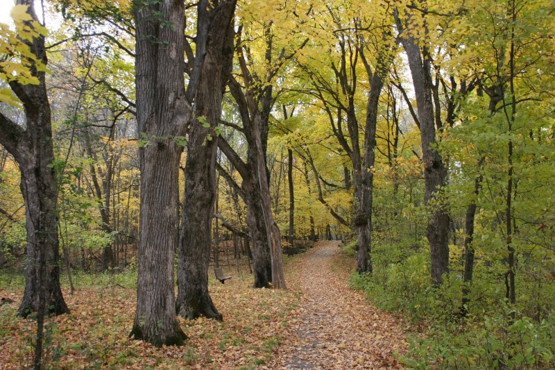 A trail through the woods at River Bend Nature Center, Faribault.