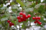 Nature center, red&nbsp;berries