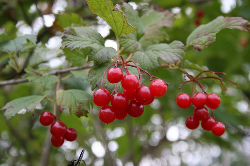 A burst of brilliant red berries caught my eyes.