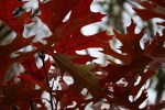 Nature center, red oak&nbsp;leaves